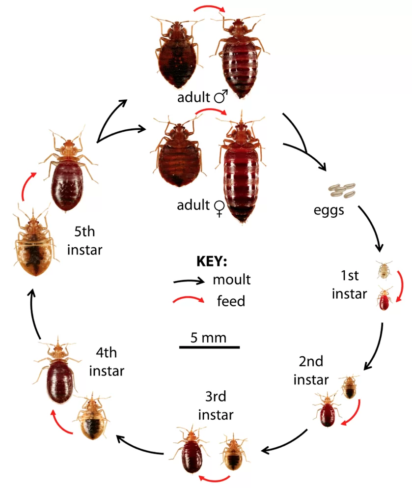 Life-Cyle-of-the-Bedbug